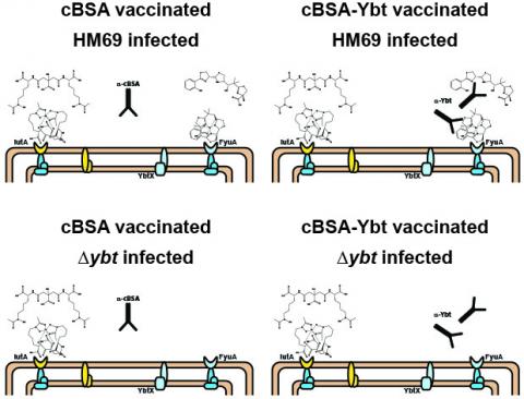 vaccine uti siderophore prevent molecule grabbing utis iron could help promise mice shows